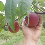 La Giasena